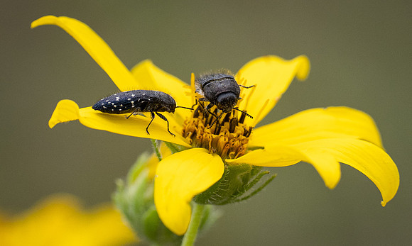 392a. Acmaeodera ornatoides P1112804