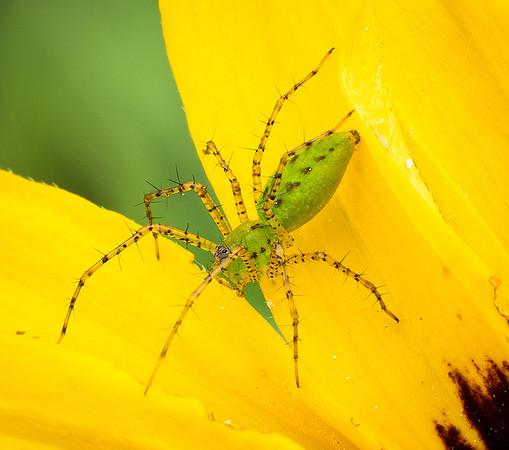 393. Green Lynx Spider P5170415