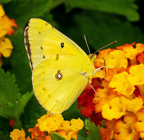 394. Clouded Sulphur P5170425