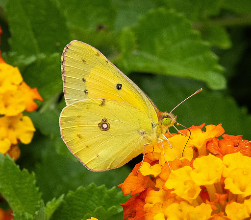 394a. Clouded Sulphur P5170420
