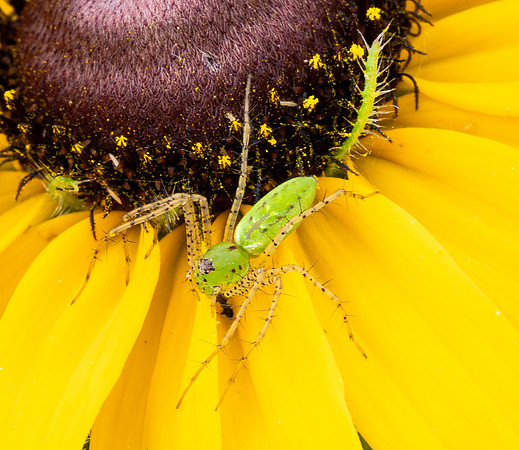 393a. Green Lynx Spider P5170409