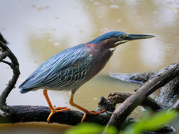 396. Green Heron P1112857
