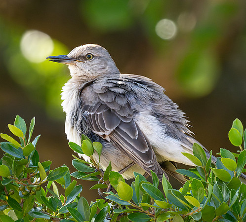 404. Northern Mockingbird P1112979