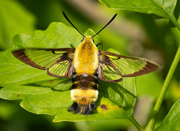 421. Snowberry Clearwing P1113192