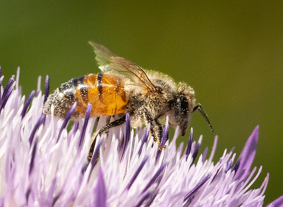 419. Western Honey Bee P1113147