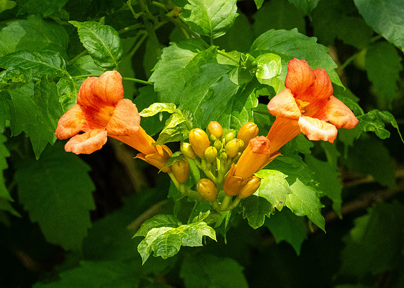 418. American Trumpet Vine P1113180