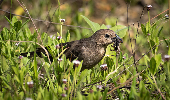 414. Brown-headed Cowbird P1113129