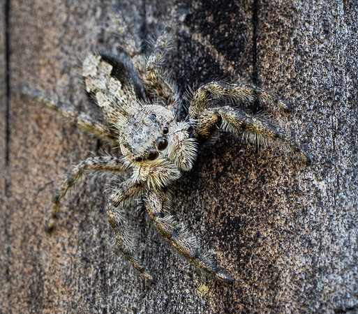 415. Tan Jumping Spider P5220474