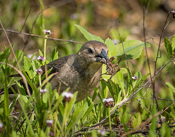 414a. Brown-headed Cowbird P1113128