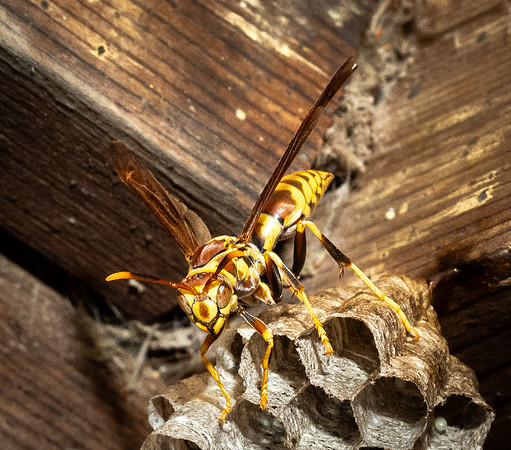 416. Guinea Paper Wasp P5220461