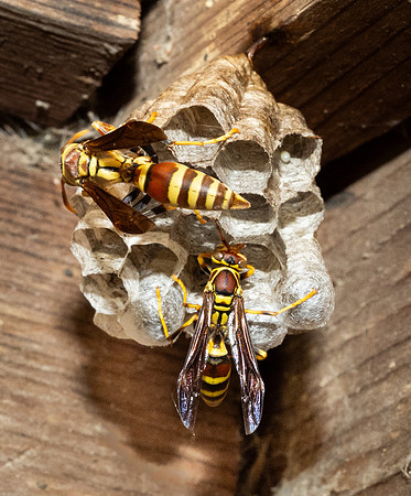 416a. Guinea Paper Wasp P5220460