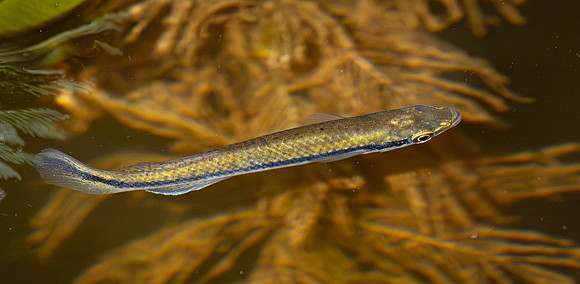 413c. Blackstripe Topminnow P1113112