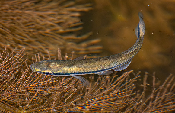 413. Blackstripe Topminnow P1113108