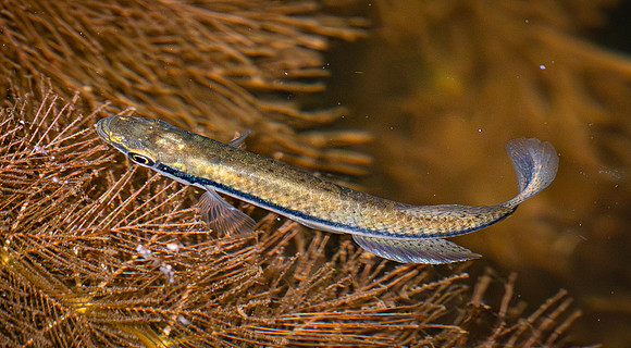 413b. Blackstripe Topminnow P1113109