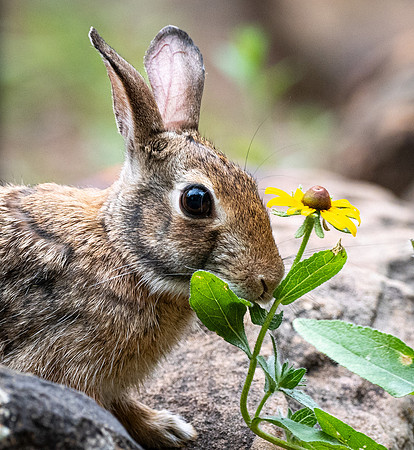 411b. Eastern Cottontail P1113034