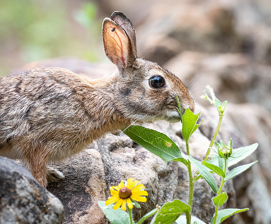 411. Eastern Cottontail P1113029