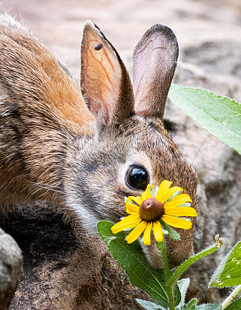 411a. Eastern Cottontail P1113032