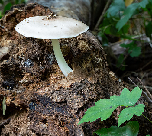 409. Deer Mushroom P5210438