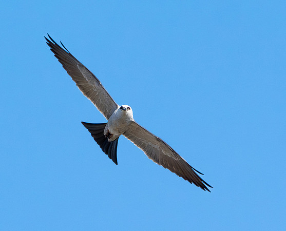 405. Mississippi Kite P1113003