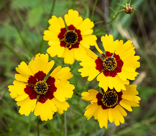 407. Golden Wave Tickseed P5210442