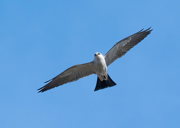 405a. Mississippi Kite P1112990