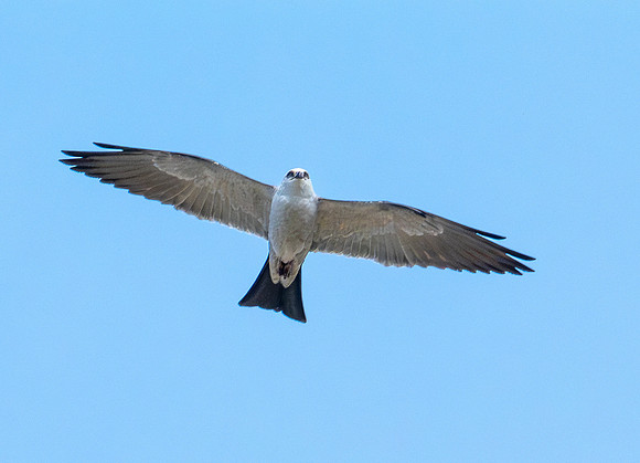 405b. Mississippi Kite P1112984