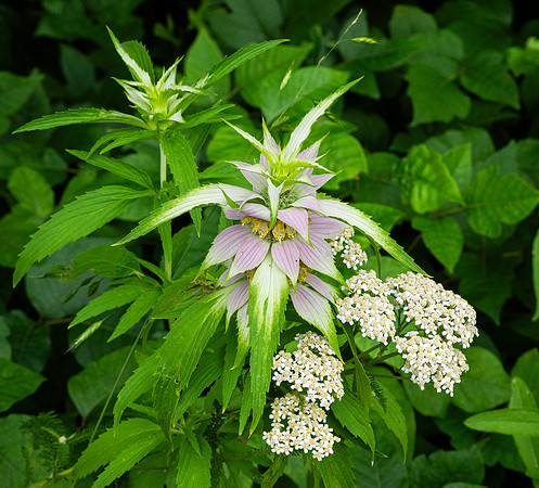 406. Spotted Horsemint P5210431