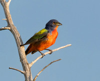 Cedar Hill SP TX & Dogwood Canyon Audubon Center .5 2026