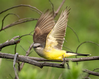 Copyright 2026 Mark Kolanowski