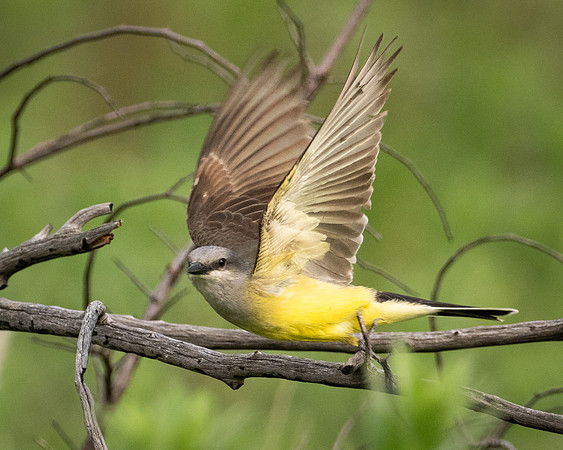 Copyright 2026 Mark Kolanowski