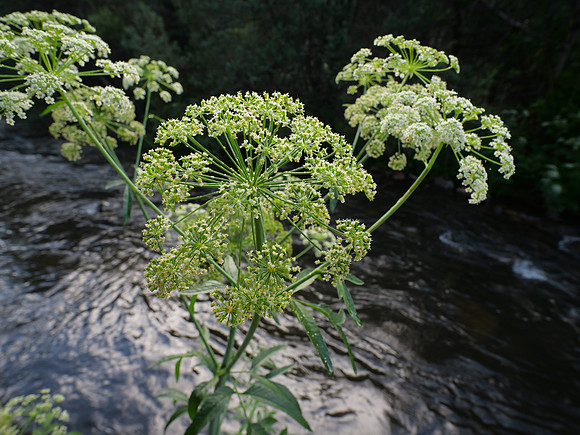Creekside