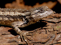 Spiny Lizard