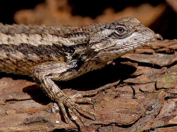 Spiny Lizard