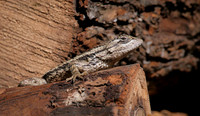 Spiny Lizard
