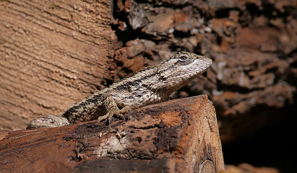 Spiny Lizard