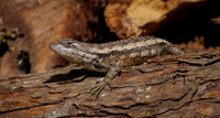 Spiny Lizard