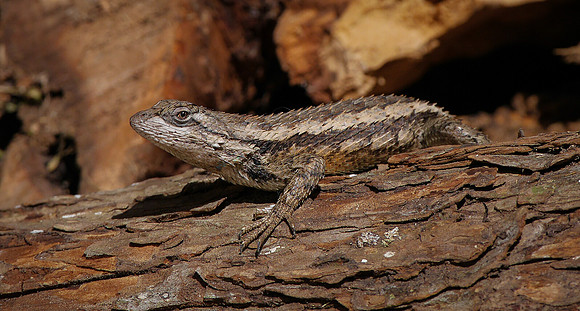 Spiny Lizard