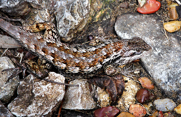 Spiny Lizard