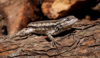 Spiny Lizard