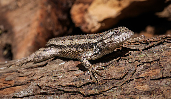 Spiny Lizard