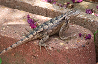 Spiny Lizasrd