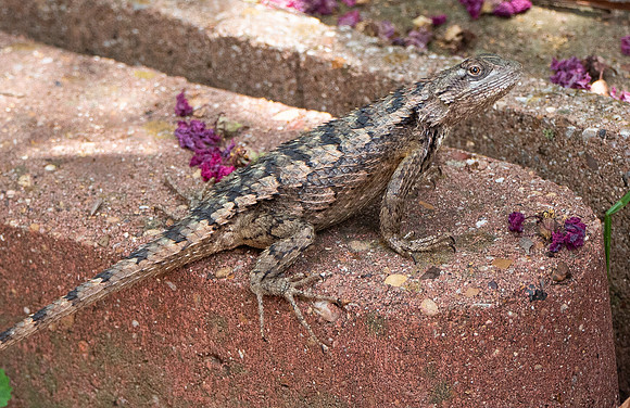 Spiny Lizasrd