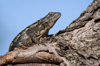 Spiny Lizard