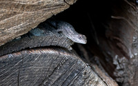 Spiny Lizasrd