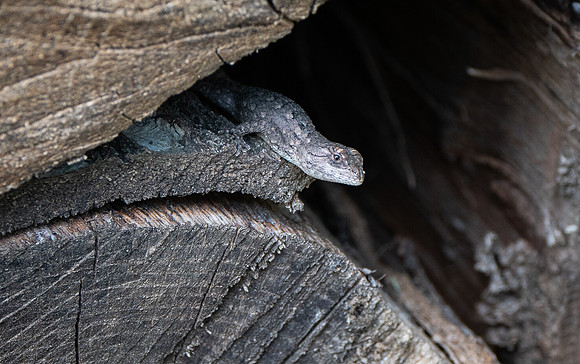 Spiny Lizasrd