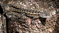 Spiny Lizasrd