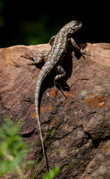 Spiny Lizasrd