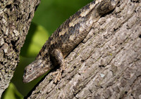 Spiny Lizasrd