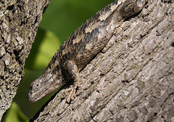 Spiny Lizasrd