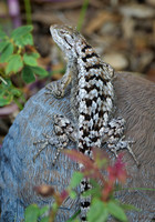 Spiny Lizasrd